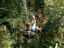 gibbon (14)
